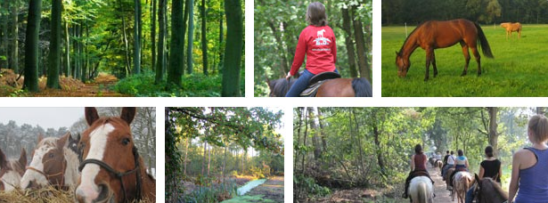 Elschot Stables paardrijden