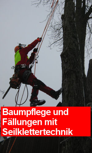 Baumpflege Streif